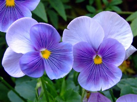 flor violeta